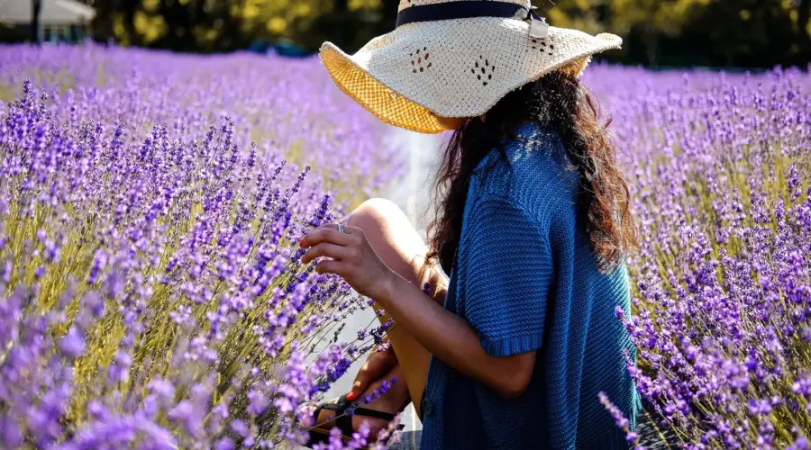 Encontrá la paz con la familia Aceites Esenciales Lavanda